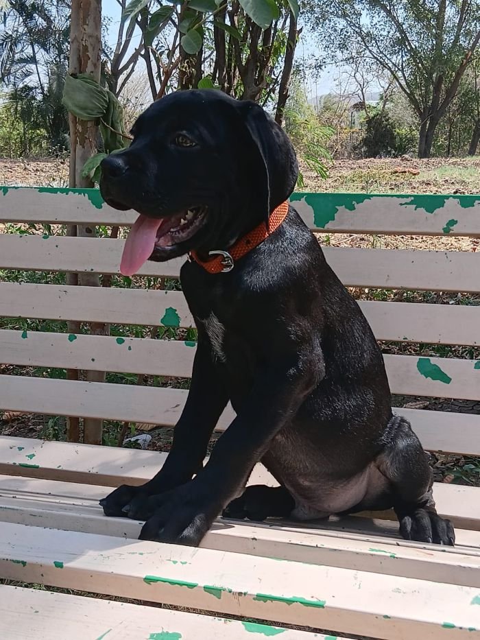 DogsIndia.com - Cane Corso - Sunil Kotwal