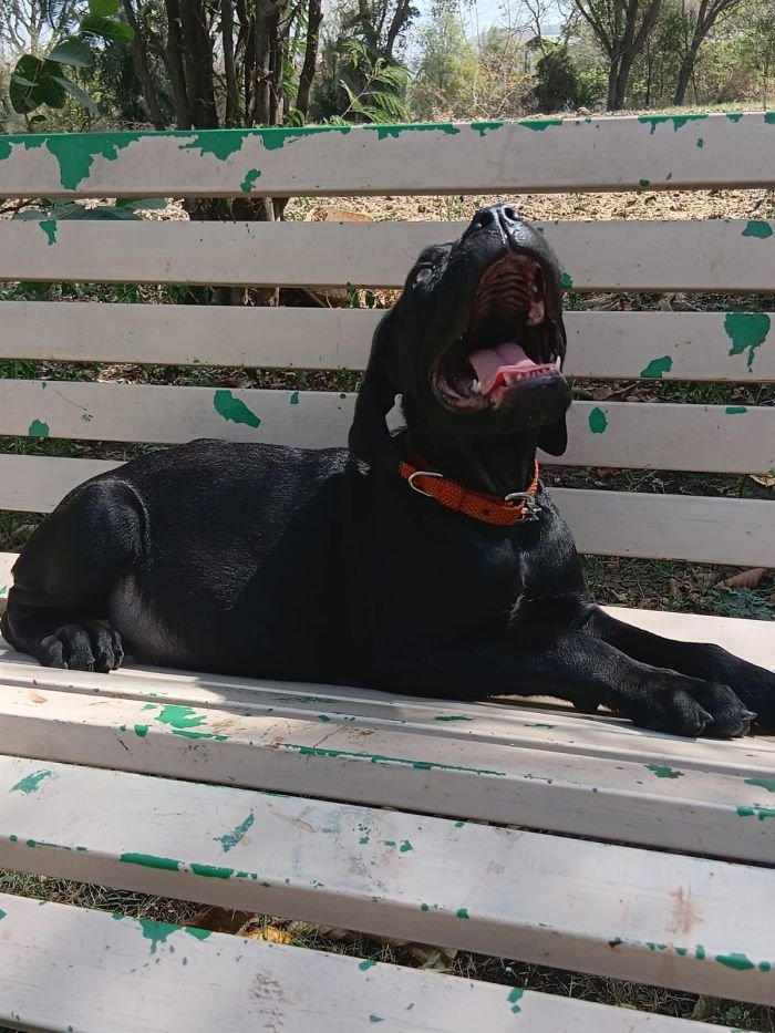 DogsIndia.com - Cane Corso - Sunil Kotwal