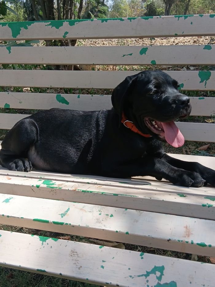 DogsIndia.com - Cane Corso - Sunil Kotwal