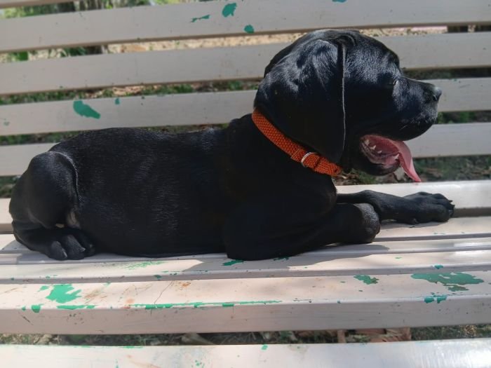 DogsIndia.com - Cane Corso - Sunil Kotwal