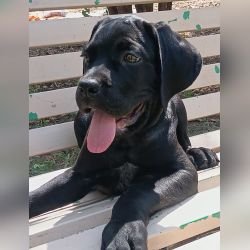 DogsIndia.com - Cane Corso - Sunil Kotwal