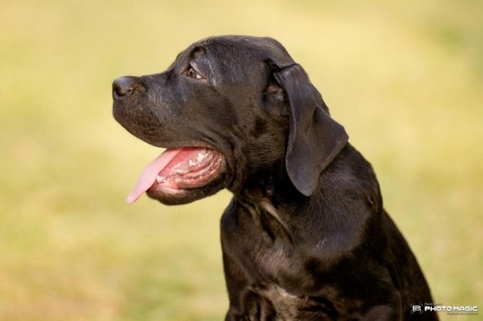 DogsIndia.com - Cane Corso - Sunil Kotwal