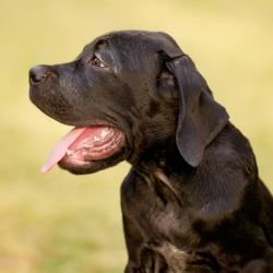 DogsIndia.com - Cane Corso - Sunil Kotwal