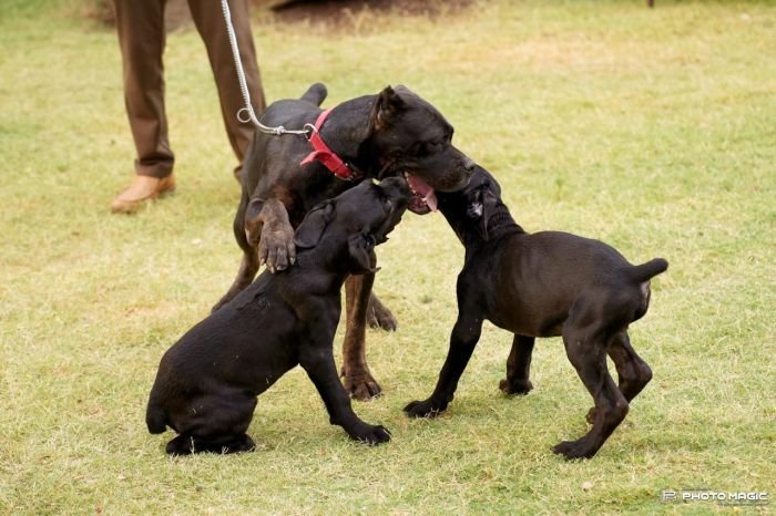 DogsIndia.com - Cane Corso - Sunil Kotwal