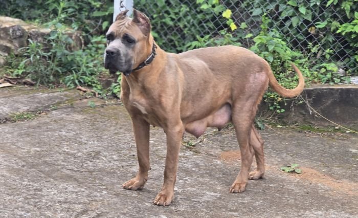 DogsIndia.com - Cane Corso - Vaiju (Vincent)