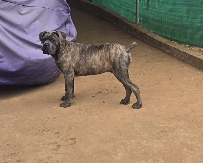 DogsIndia.com - Cane Corso - Vaiju (Vincent)