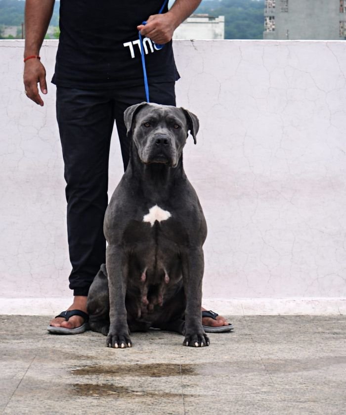 DogsIndia.com - Cane Corso - Lakhan Soni