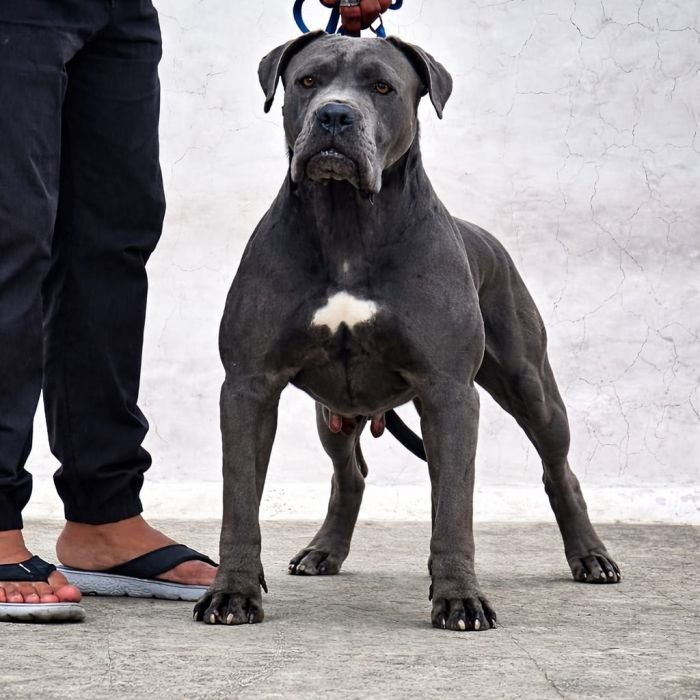 DogsIndia.com - Cane Corso - Lakhan Soni