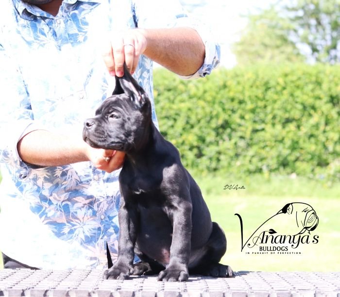 DogsIndia.com - Cane Corso - Lakhan Soni