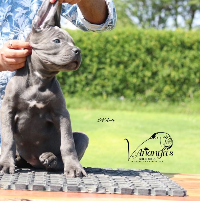 DogsIndia.com - Cane Corso - Lakhan Soni