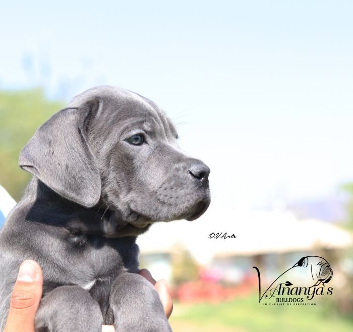 DogsIndia.com - Cane Corso - Lakhan Soni