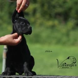 DogsIndia.com - Cane Corso - Lakhan Soni
