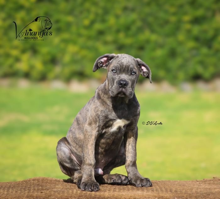 DogsIndia.com - Cane Corso - Lakhan Soni