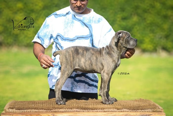 DogsIndia.com - Cane Corso - Lakhan Soni