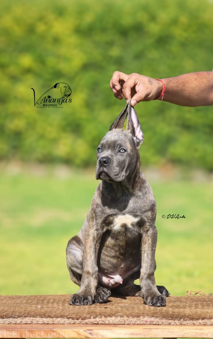 DogsIndia.com - Cane Corso - Lakhan Soni