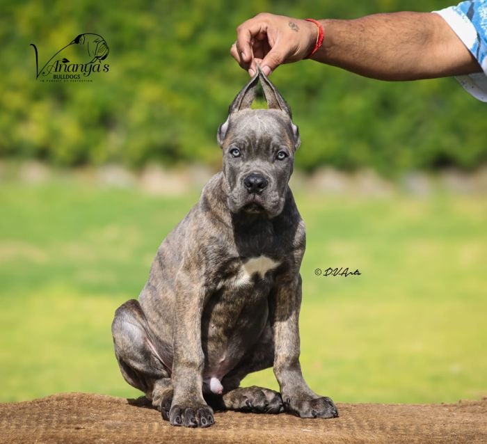 DogsIndia.com - Cane Corso - Lakhan Soni