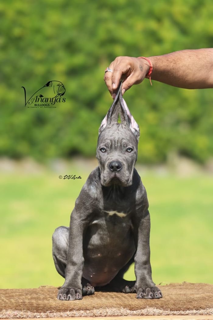 DogsIndia.com - Cane Corso - Lakhan Soni