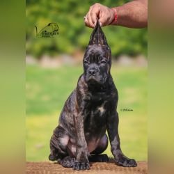 DogsIndia.com - Cane Corso - Lakhan Soni