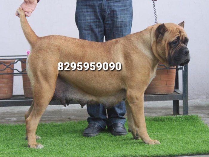 DogsIndia.com - Cane Corso - Vipul Goel
