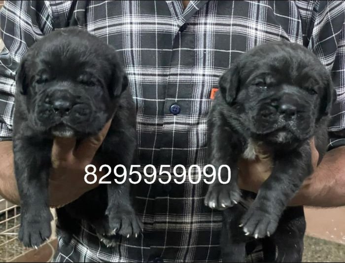 DogsIndia.com - Cane Corso - Vipul Goel