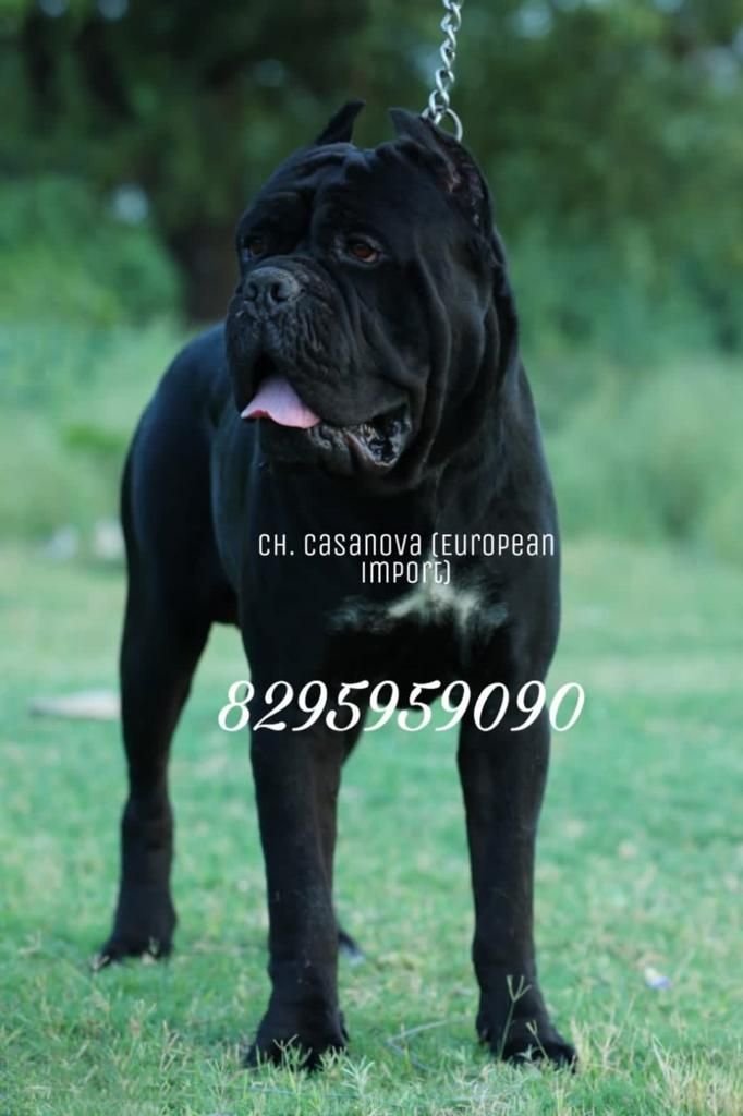 DogsIndia.com - Cane Corso - Vipul Goel