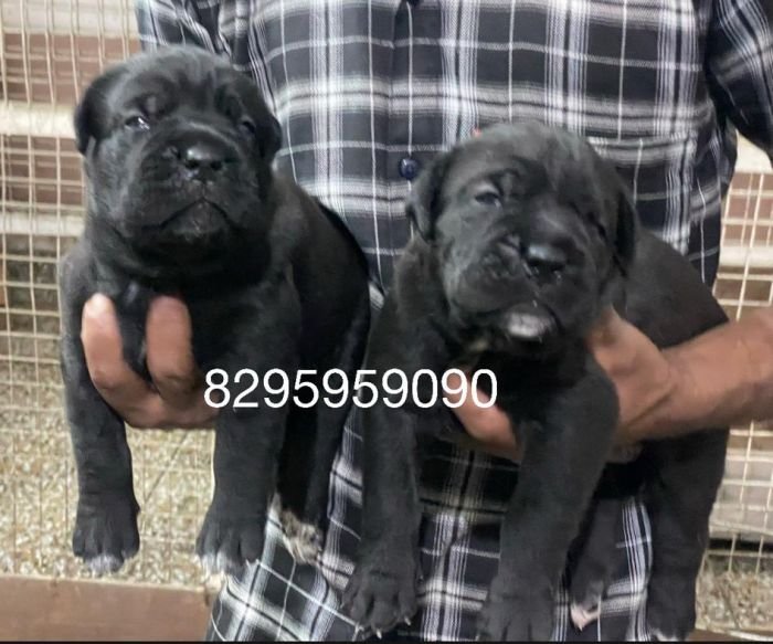 DogsIndia.com - Cane Corso - Vipul Goel