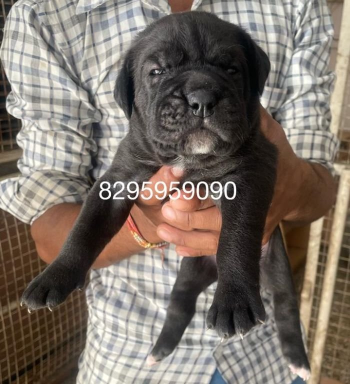 DogsIndia.com - Cane Corso - Vipul Goel