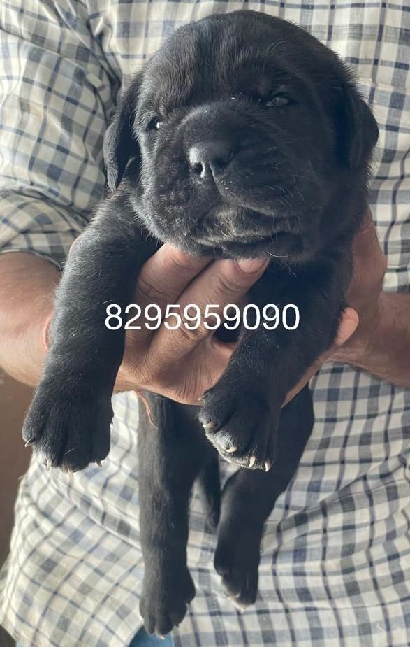 DogsIndia.com - Cane Corso - Vipul Goel