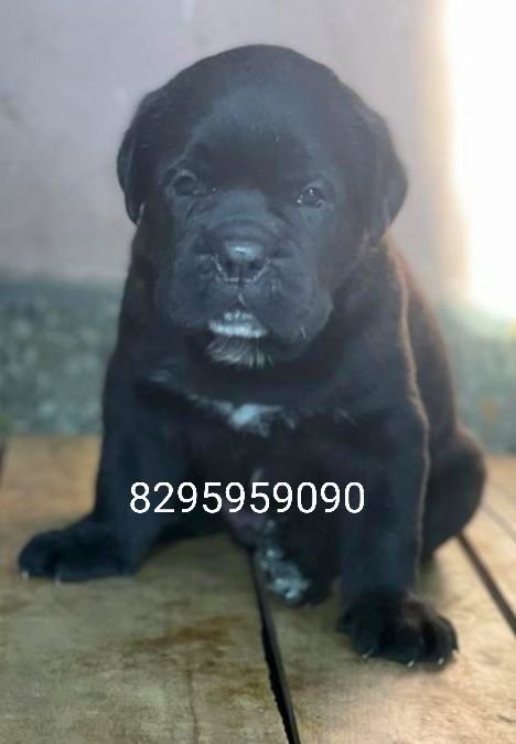 DogsIndia.com - Cane Corso - Vipul Goel