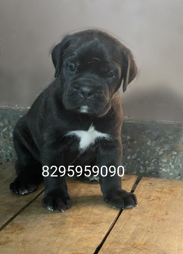 DogsIndia.com - Cane Corso - Vipul Goel