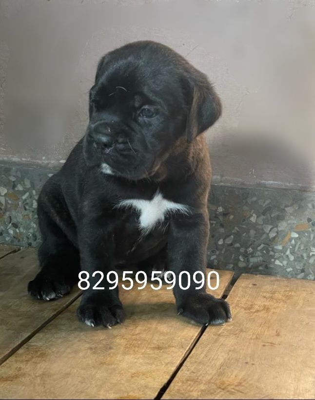 DogsIndia.com - Cane Corso - Vipul Goel