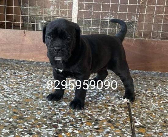 DogsIndia.com - Cane Corso - Vipul Goel