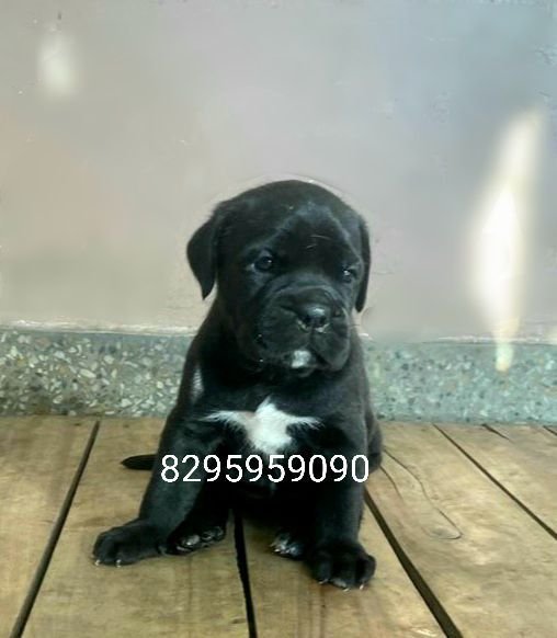DogsIndia.com - Cane Corso - Vipul Goel