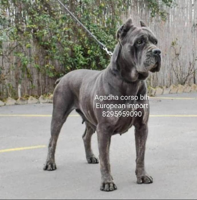 DogsIndia.com - Cane Corso - Vipul Goel