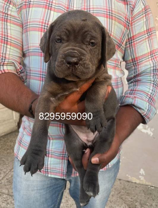 DogsIndia.com - Cane Corso - Vipul Goel