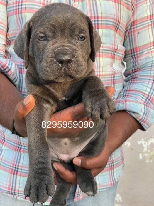DogsIndia.com - Cane Corso - Vipul Goel