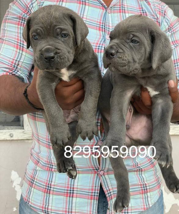 DogsIndia.com - Cane Corso - Vipul Goel