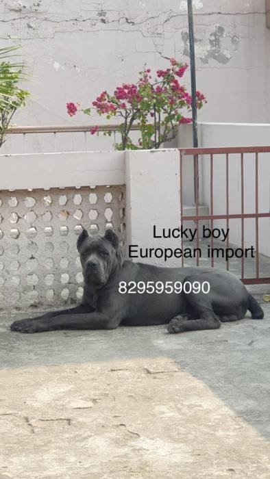 DogsIndia.com - Cane Corso - Vipul Goel