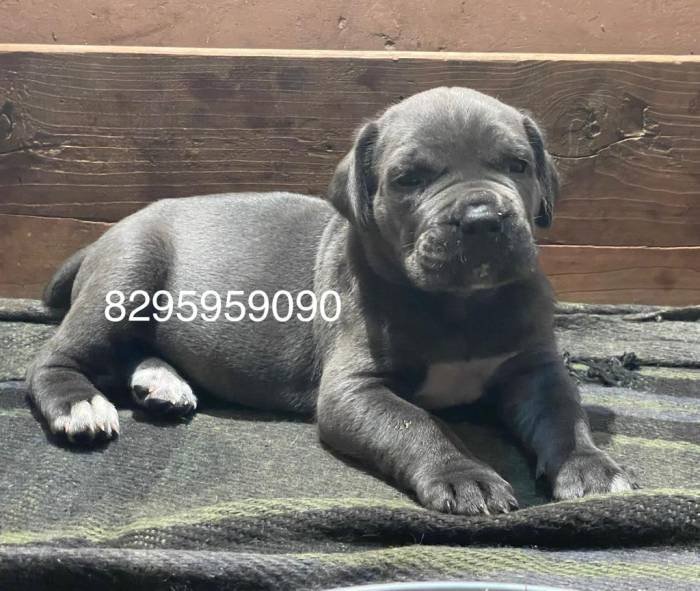 DogsIndia.com - Cane Corso - Vipul Goel