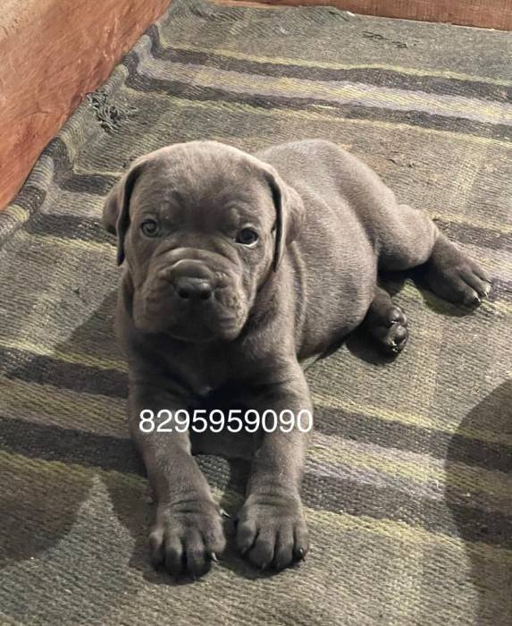 DogsIndia.com - Cane Corso - Vipul Goel