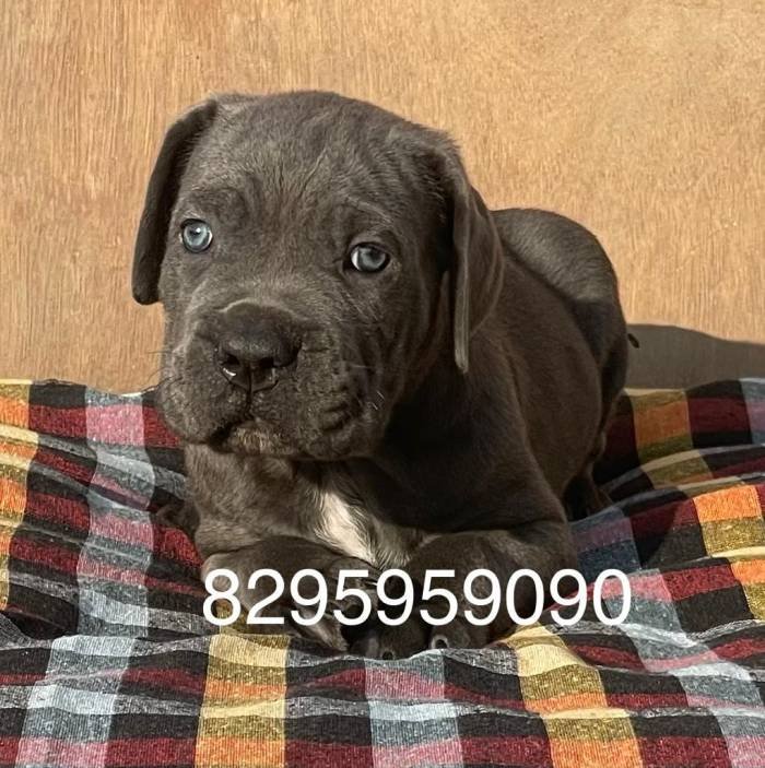 DogsIndia.com - Cane Corso - Vipul Goel