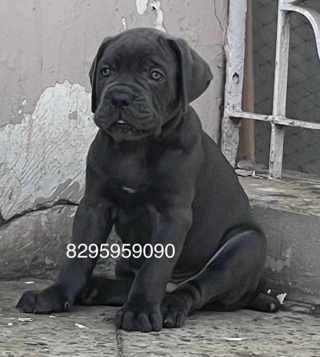 DogsIndia.com - Cane Corso - Vipul Goel