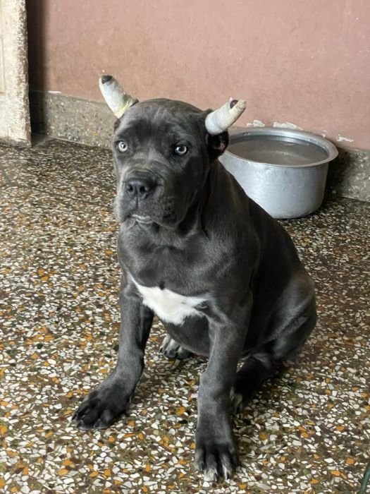 DogsIndia.com - Cane Corso - Vipul Goel