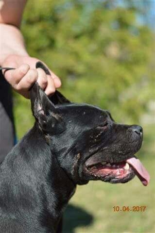 DogsIndia.com - Cane Corso - Shabeer