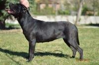 DogsIndia.com - Cane Corso - Shabeer