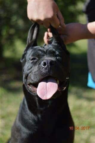 DogsIndia.com - Cane Corso - Shabeer