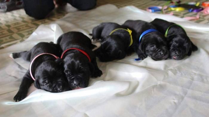 DogsIndia.com - Cane Corso - Shabeer