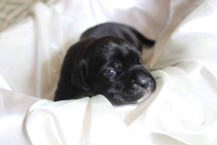 DogsIndia.com - Cane Corso - Shabeer