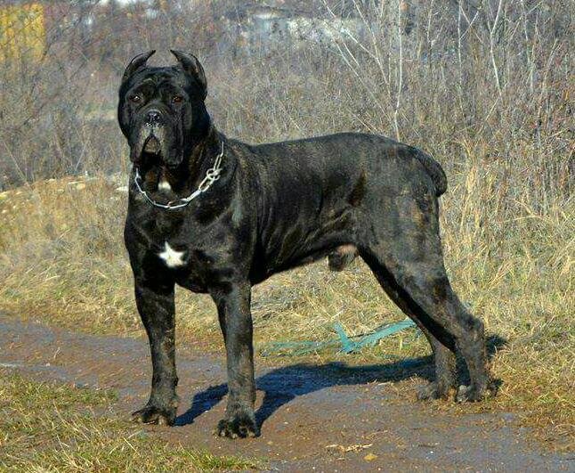 DogsIndia.com - Cane Corso - Shabeer