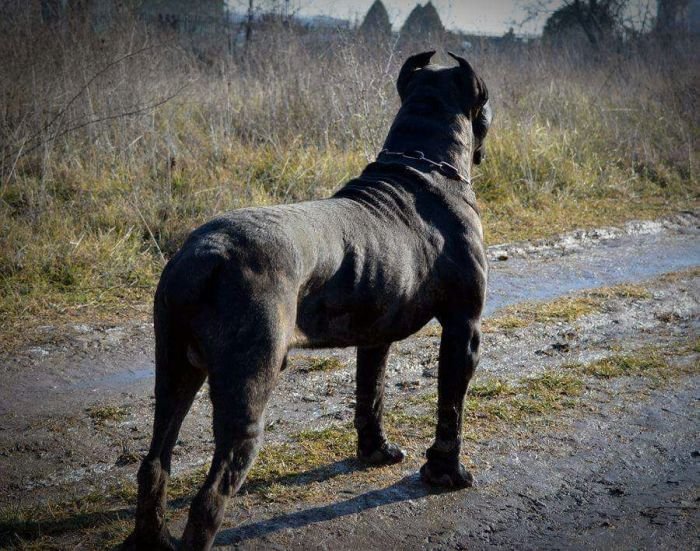 DogsIndia.com - Cane Corso - Shabeer